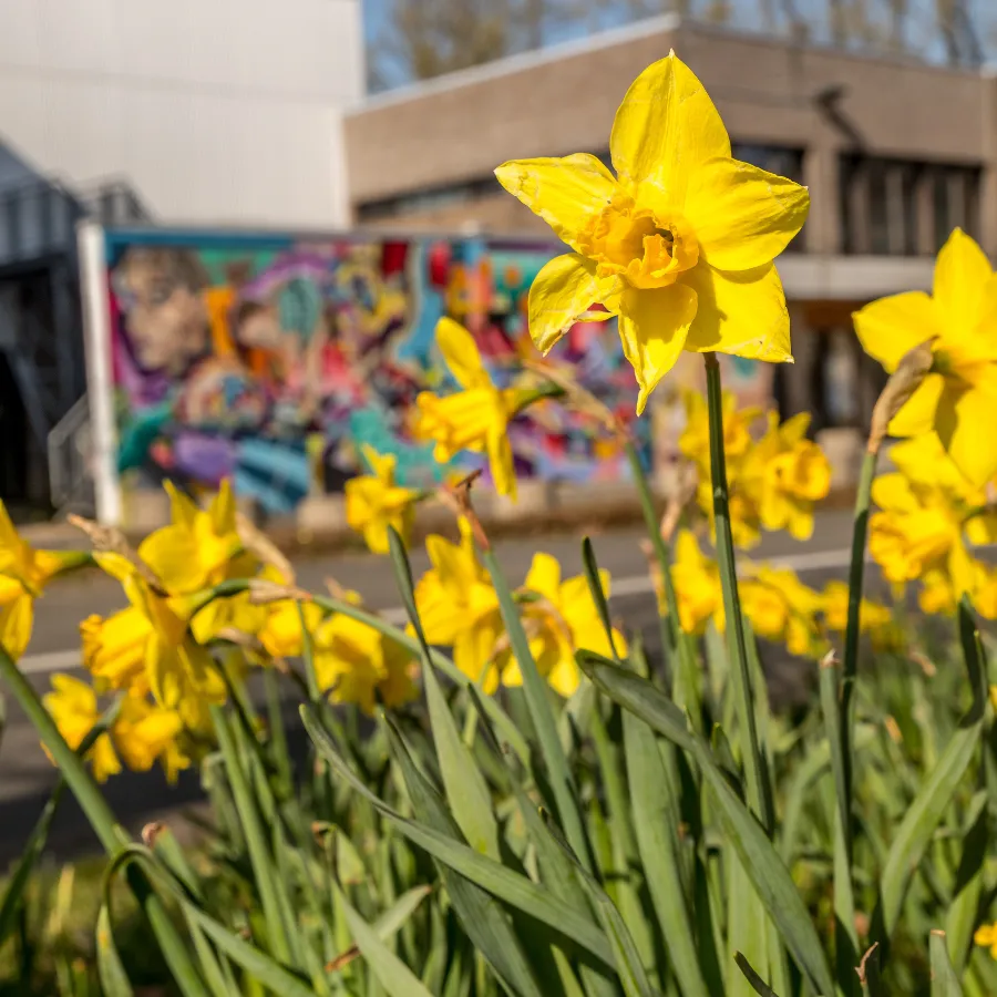 Narcissen Tielt