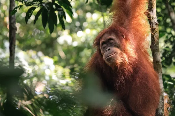 Fotografiecircuit: Finding future in the forest