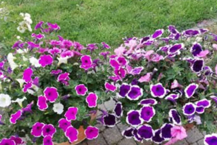 © Stad Tielt - BEBLOEMINGSWEDSTRIJD