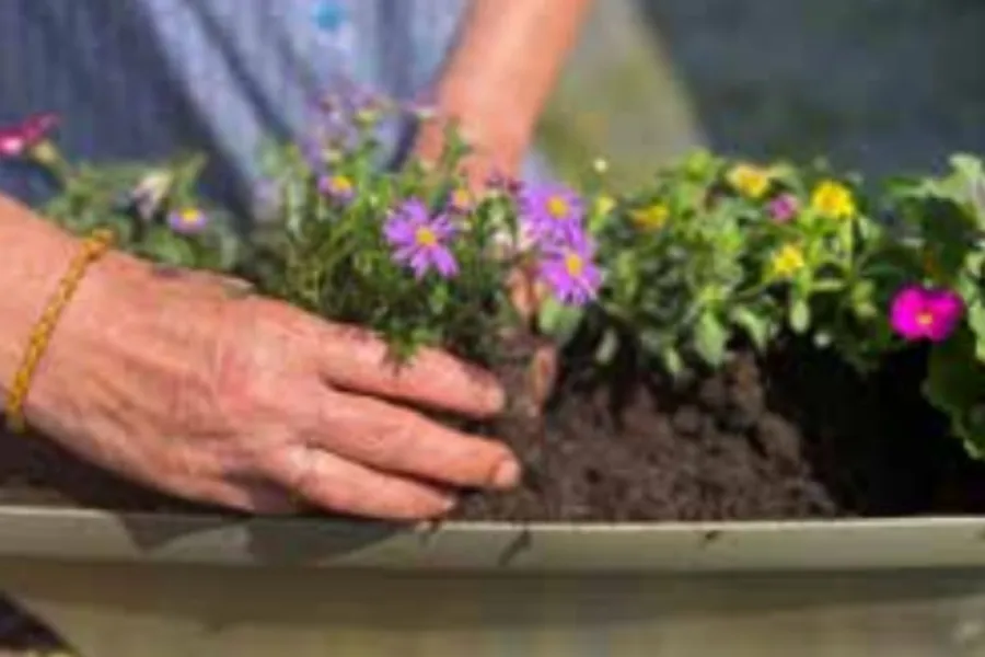 © Stad Tielt - Zet de bloemetjes buiten