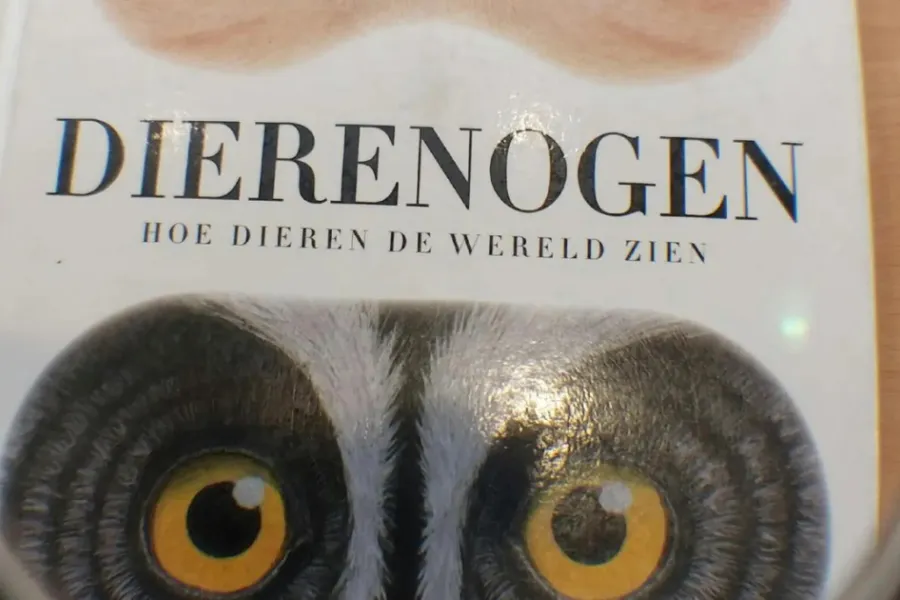 Schatten van Vlieg in bib Meulebeke